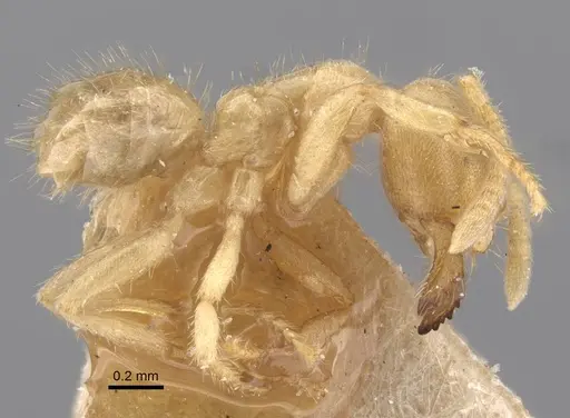 Pseudolasius trimorphus specimen CASENT0917299 image casent0917299_4