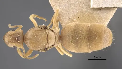 Pseudolasius trimorphus specimen CASENT0917300 image casent0917300_1