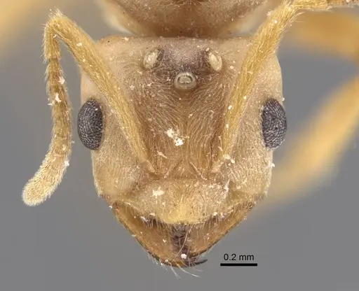 Pseudolasius trimorphus specimen CASENT0917300 image casent0917300_2