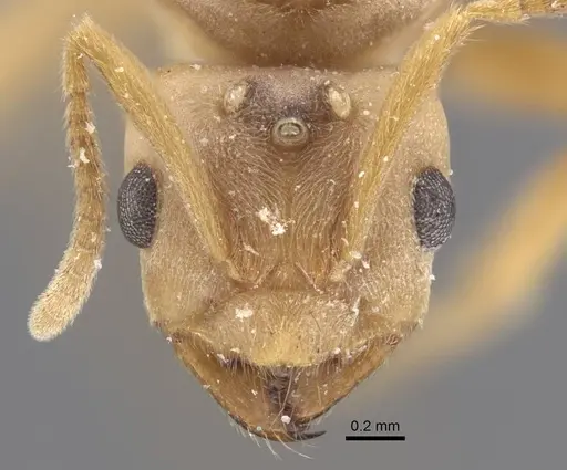 Pseudolasius trimorphus specimen CASENT0917300 image casent0917300_3