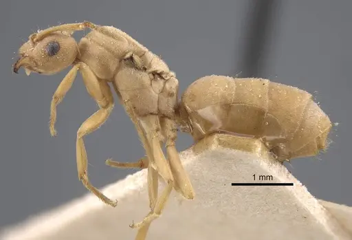 Pseudolasius trimorphus specimen CASENT0917300 image casent0917300_4