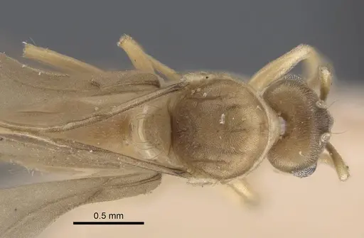 Pseudolasius trimorphus specimen CASENT0917301 image casent0917301_1