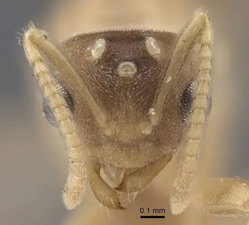Pseudolasius trimorphus specimen CASENT0917301 image casent0917301_2