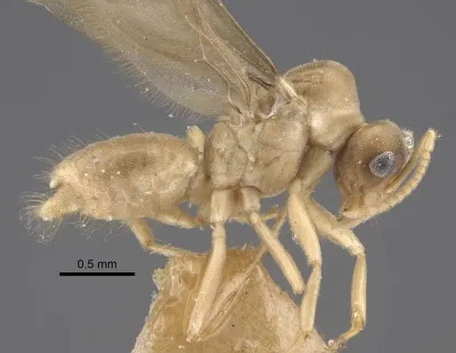Pseudolasius trimorphus specimen CASENT0917301 image casent0917301_4