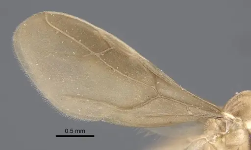 Pseudolasius trimorphus specimen CASENT0917301 image casent0917301_5