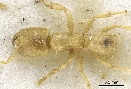 Pseudolasius waigeuensis specimen CASENT0903168 image casent0903168_1