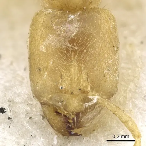 Pseudolasius waigeuensis specimen CASENT0903168 image casent0903168_2