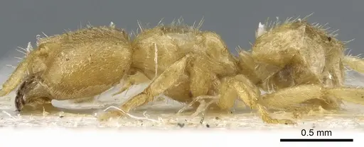 Pseudolasius waigeuensis specimen CASENT0903168 image casent0903168_3