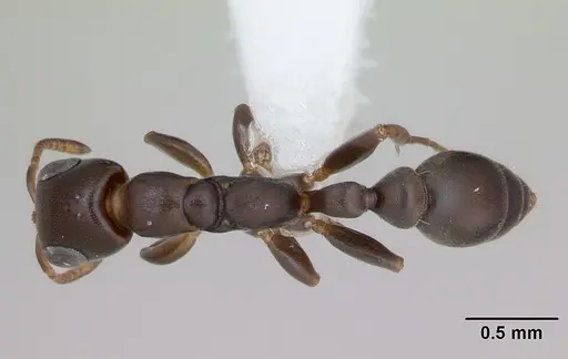 Pseudomyrmex acanthobius specimen CASENT0173746 image casent0173746_1