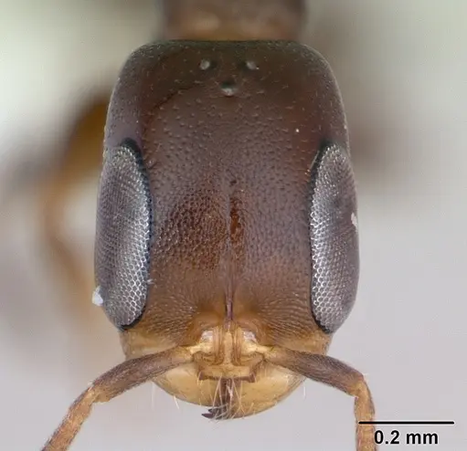 Pseudomyrmex acanthobius specimen CASENT0173746 image casent0173746_2
