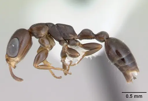 Pseudomyrmex acanthobius specimen CASENT0173746 image casent0173746_3