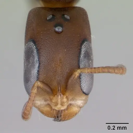 Pseudomyrmex acanthobius specimen CASENT0173747 image casent0173747_2