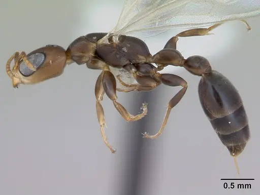 Pseudomyrmex acanthobius specimen CASENT0173747 image casent0173747_3