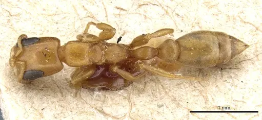Pseudomyrmex acanthobius specimen CASENT0904059 image casent0904059_1