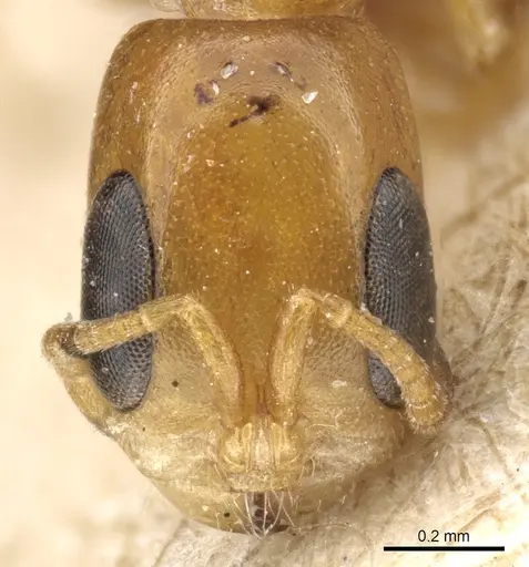 Pseudomyrmex acanthobius specimen CASENT0904059 image casent0904059_2