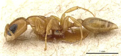 Pseudomyrmex acanthobius specimen CASENT0904059 image casent0904059_3