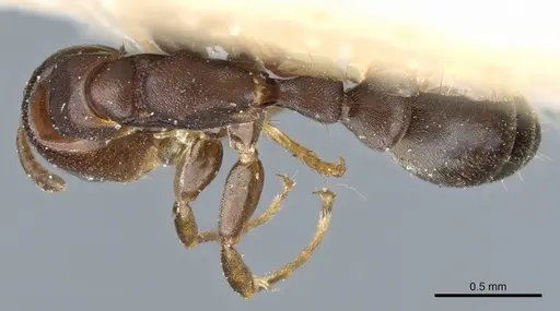 Pseudomyrmex acanthobius specimen CASENT0904060 image casent0904060_1