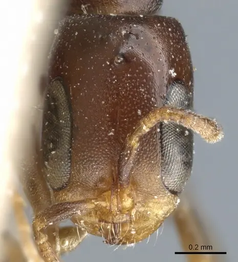 Pseudomyrmex acanthobius specimen CASENT0904060 image casent0904060_2