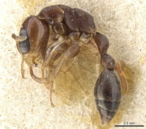 Pseudomyrmex acanthobius specimen CASENT0904060 image casent0904060_3