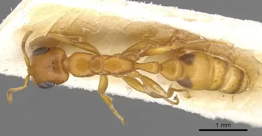 Pseudomyrmex acanthobius specimen CASENT0915321 image casent0915321_1