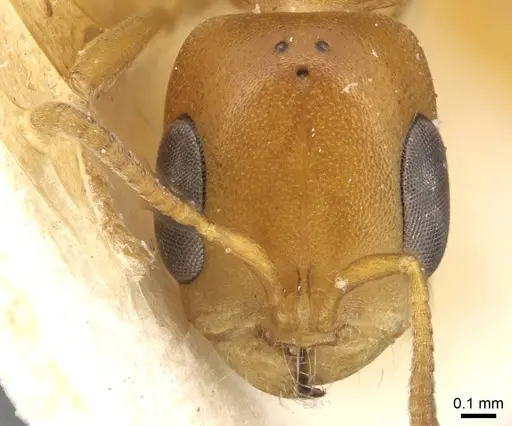 Pseudomyrmex acanthobius specimen CASENT0915321 image casent0915321_2