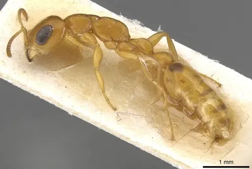 Pseudomyrmex acanthobius specimen CASENT0915321 image casent0915321_3