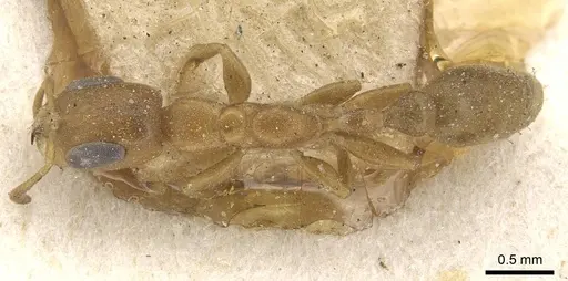 Pseudomyrmex acanthobius specimen CASENT0915322 image casent0915322_1