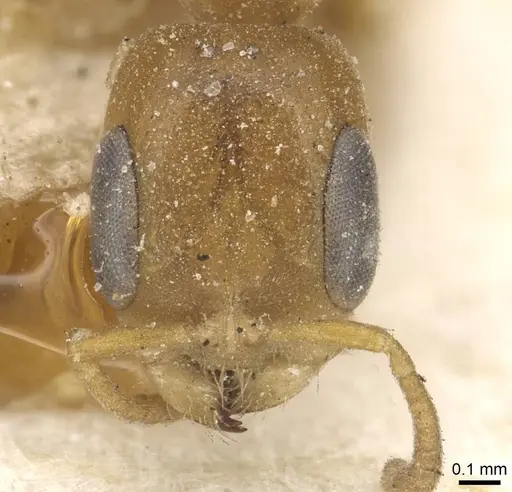Pseudomyrmex acanthobius specimen CASENT0915322 image casent0915322_2