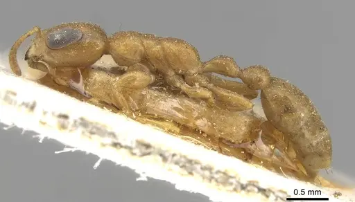 Pseudomyrmex acanthobius specimen CASENT0915322 image casent0915322_3