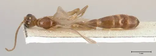 Pseudomyrmex acanthobius specimen FOCOL0517-1 image focol0517-1_1