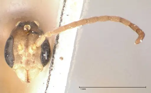Pseudomyrmex acanthobius specimen FOCOL0517-1 image focol0517-1_2