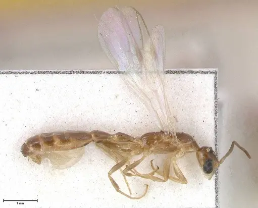 Pseudomyrmex acanthobius specimen FOCOL0517-1 image focol0517-1_3