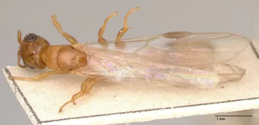 Pseudomyrmex acanthobius specimen FOCOL0517-2 image focol0517-2_1