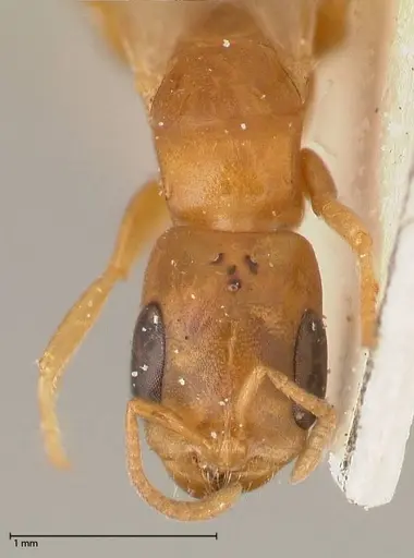 Pseudomyrmex acanthobius specimen FOCOL0517-2 image focol0517-2_2