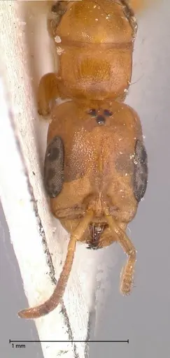Pseudomyrmex acanthobius specimen FOCOL0517-3 image focol0517-3_2