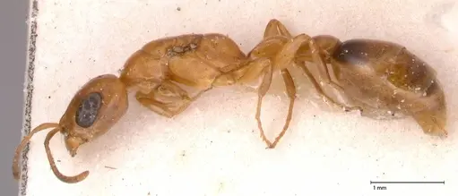Pseudomyrmex acanthobius specimen FOCOL0517-3 image focol0517-3_3