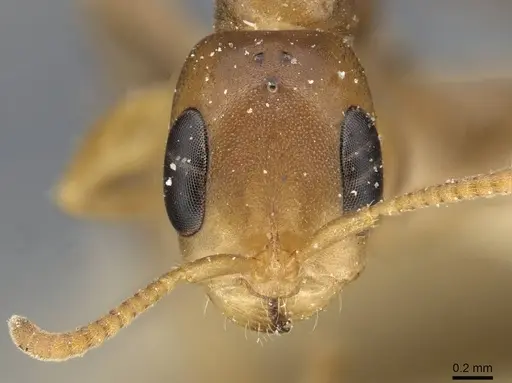 Pseudomyrmex adustus specimen CASENT0915323 image casent0915323_2