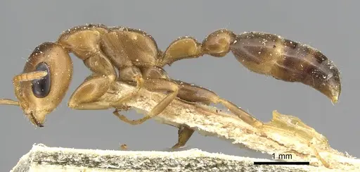 Pseudomyrmex adustus specimen CASENT0915323 image casent0915323_3