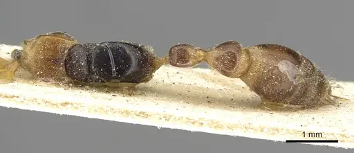Pseudomyrmex alternans specimen CASENT0915324 image casent0915324_1