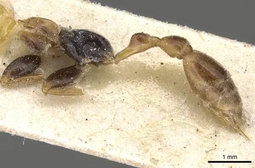 Pseudomyrmex alternans specimen CASENT0915324 image casent0915324_3