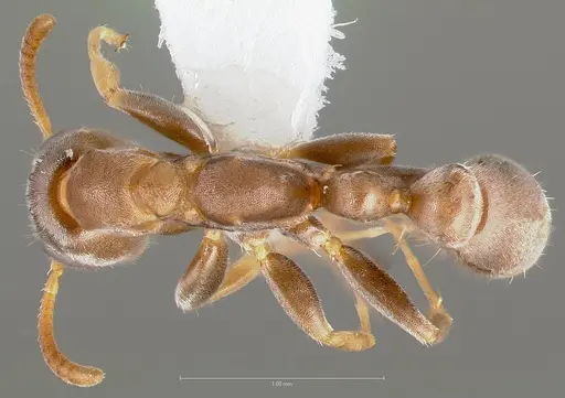 Pseudomyrmex alustratus specimen CASENT0005868 image casent0005868_1