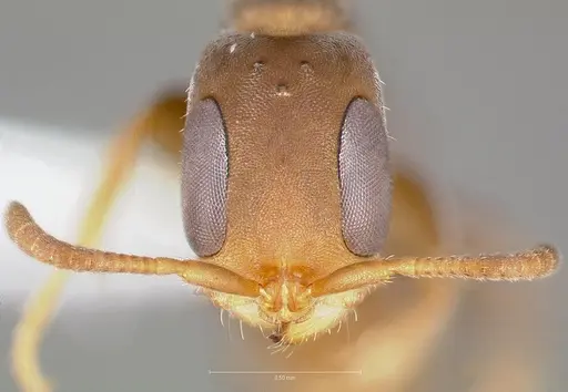 Pseudomyrmex alustratus specimen CASENT0005868 image casent0005868_2
