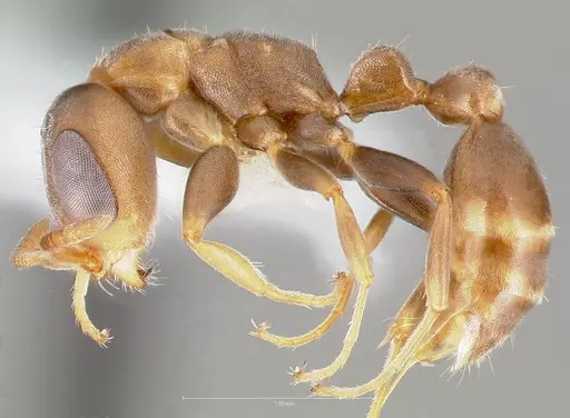 Pseudomyrmex alustratus specimen CASENT0005868 image casent0005868_3