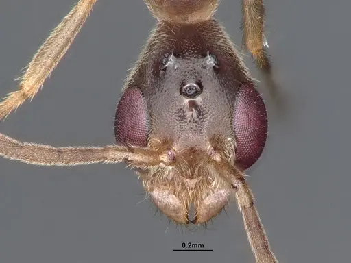 Pseudomyrmex alustratus specimen CASENT0884194 image casent0884194_2