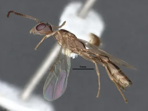 Pseudomyrmex alustratus specimen CASENT0884194 image casent0884194_3