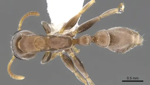 Pseudomyrmex alustratus specimen CASENT0902917 image casent0902917_1