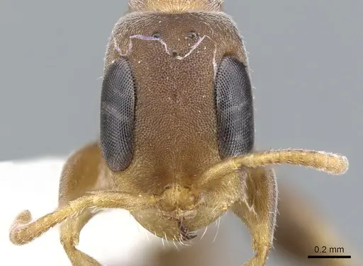 Pseudomyrmex alustratus specimen CASENT0902917 image casent0902917_2