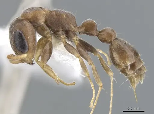 Pseudomyrmex alustratus specimen CASENT0902917 image casent0902917_3