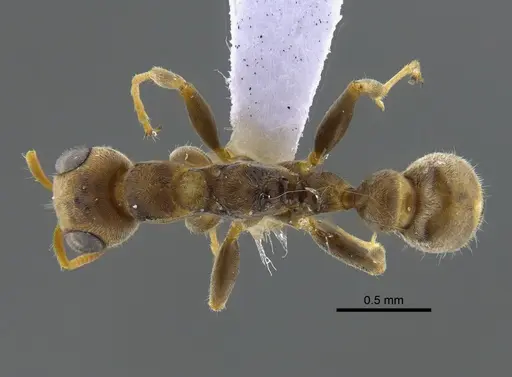 Pseudomyrmex alustratus specimen CBUMAGENT41810 image cbumagent41810_1