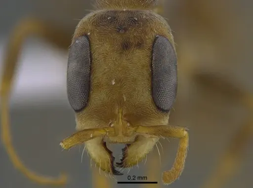Pseudomyrmex alustratus specimen CBUMAGENT41810 image cbumagent41810_2